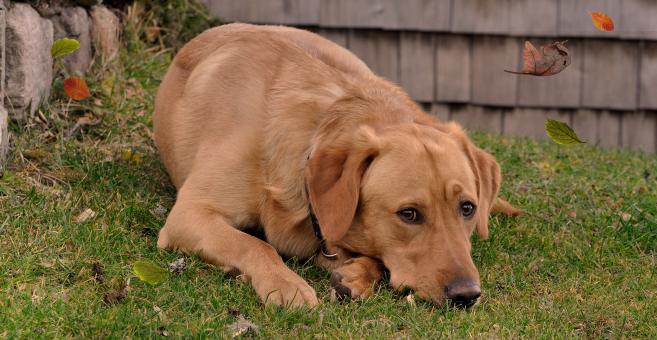 Free Stock Photo of Dog