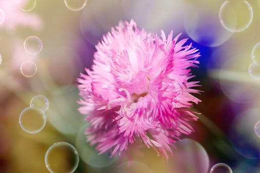 Free Stock Photo of Flower