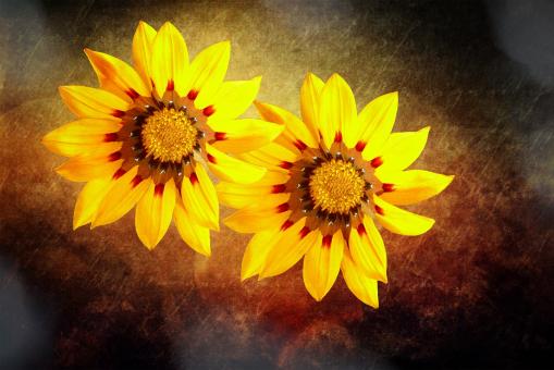 Free Stock Photo of Flower