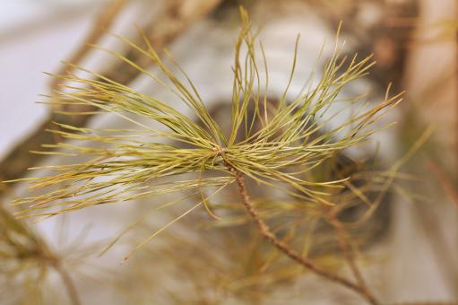 Free Stock Photo of Pine