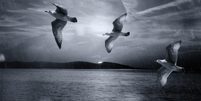 Free Stock Photo of Gulls