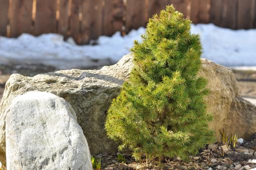 Free Stock Photo of Fir
