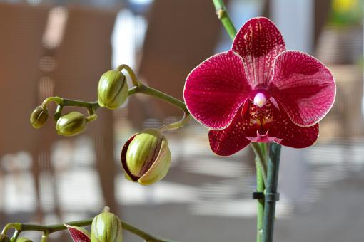 Free Stock Photo of Red Orchid