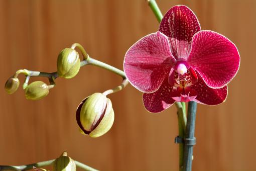 Free Stock Photo of Orchid