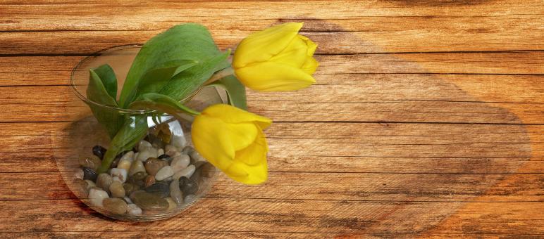 Free Stock Photo of Tulips