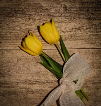 Free Stock Photo of Yellow Flowers