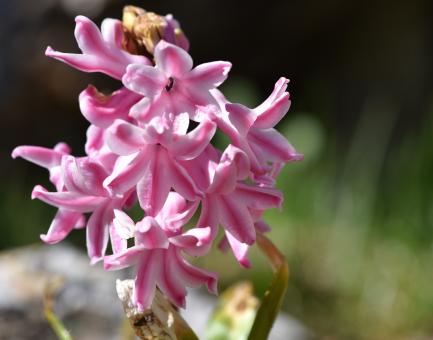 Free Stock Photo of Pink Hyacinth