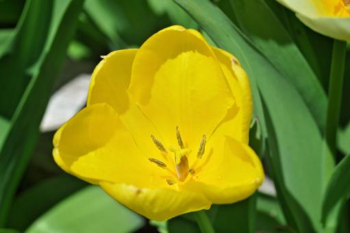 Free Stock Photo of Blooming
