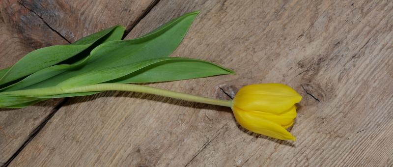 Free Stock Photo of Tulip
