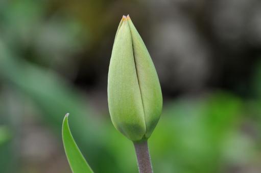 Free Stock Photo of Tulip