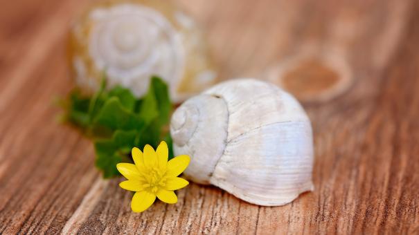 Free Stock Photo of Celandine