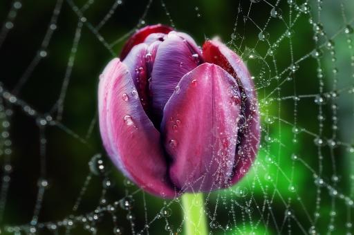 Free Stock Photo of Purple Tulip in Spiderweb