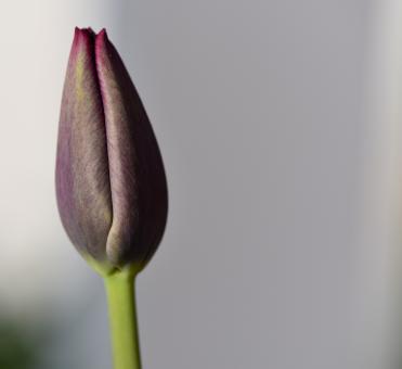 Free Stock Photo of Nature