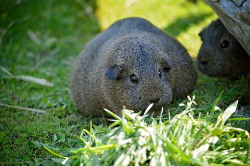 Free Stock Photo of Guinea Pig