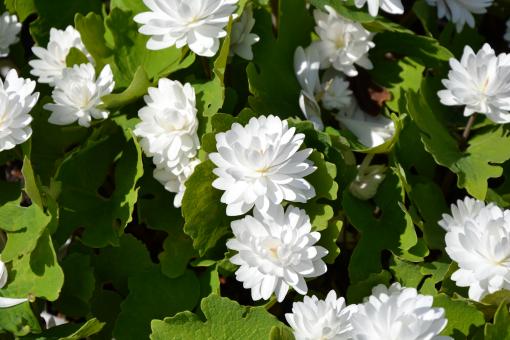 Free Stock Photo of Bloodroot Multiplex