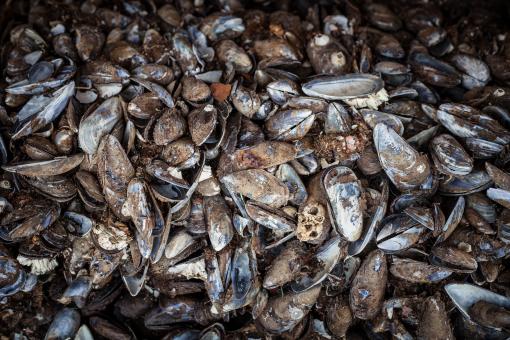 Free Stock Photo of Old Sea Shells Texture