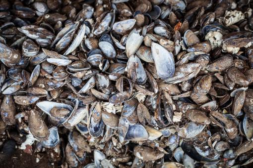 Free Stock Photo of Old Sea Shells Texture