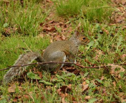 Free Stock Photo of Squirrel