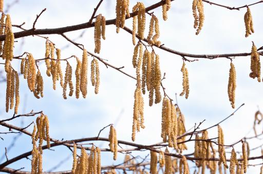 Free Stock Photo of Common Hazel