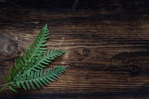 Free Stock Photo of Fern
