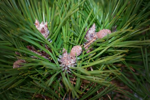 Free Stock Photo of Pine
