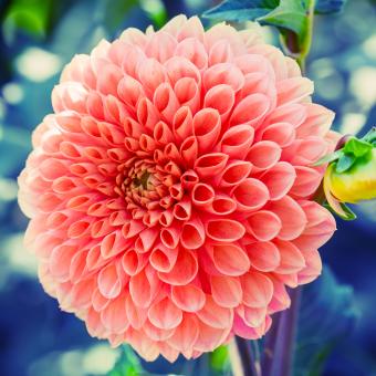 Free Stock Photo of Dahlia