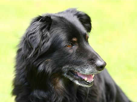 Free Stock Photo of Black Dog