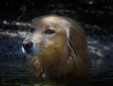 Free Stock Photo of Pet