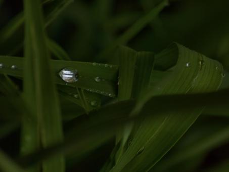 Free Stock Photo of Raindrops on leafs
