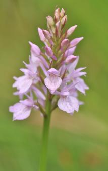 Free Stock Photo of Orchid