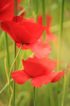 Free Stock Photo of Poppy