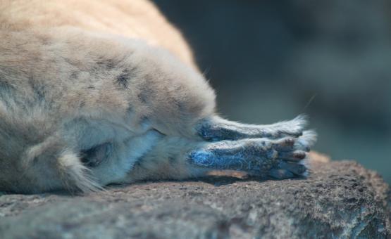 Free Stock Photo of Animal