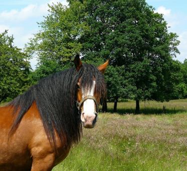 Free Stock Photo of Horse