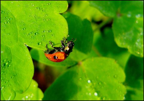 Free Stock Photo of Ladybug on Plant