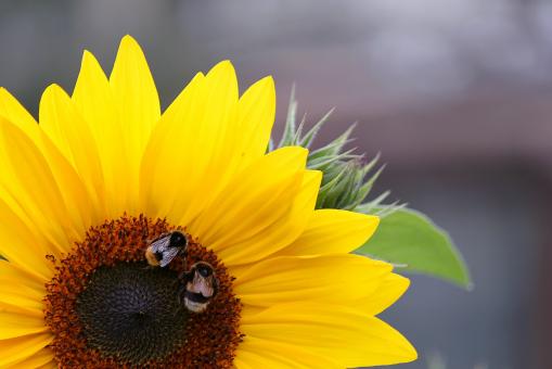 Free Stock Photo of Sunflower