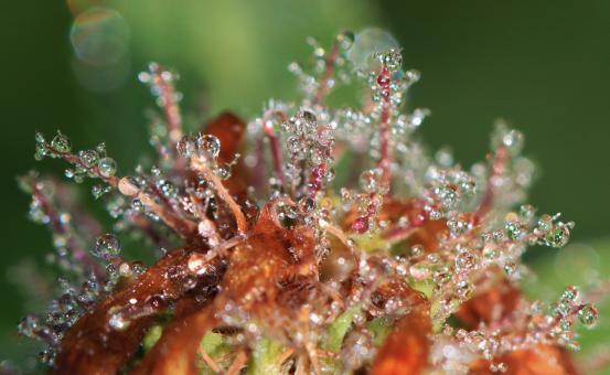 Free Stock Photo of Dew on plant - Macro