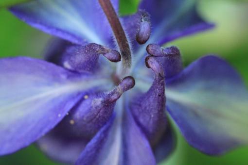 Free Stock Photo of Columbine