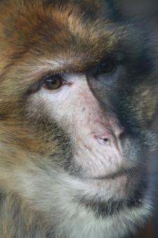 Free Stock Photo of Monkey