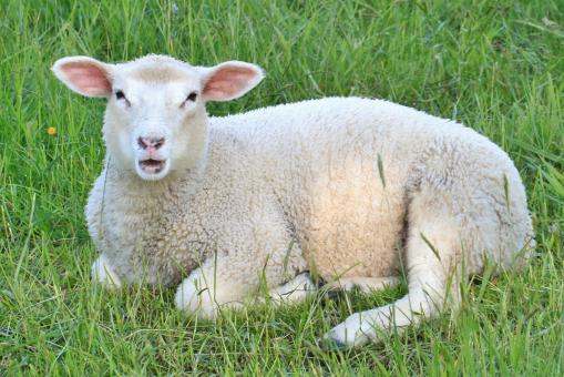 Free Stock Photo of Sheep