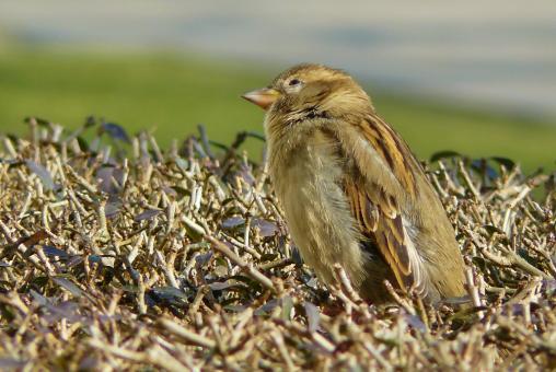 Free Stock Photo of Little Sparrow