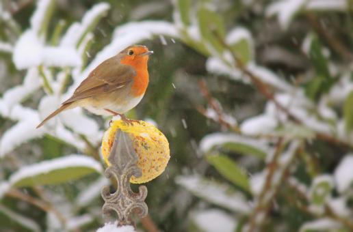 Free Stock Photo of Little Robin