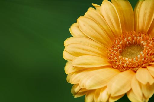 Free Stock Photo of Gerbera in the Garden