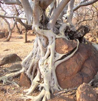 Free Stock Photo of Roots of a Tree