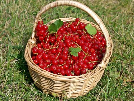 Free Stock Photo of Red Currants