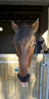 Free Stock Photo of Horse in the Stable