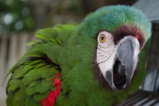 Free Stock Photo of Parrot Closeup
