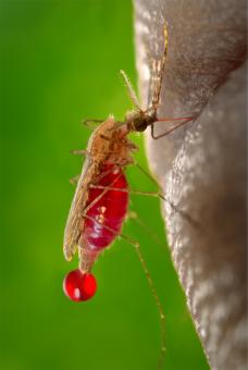 Free Stock Photo of Mosquito Closeup