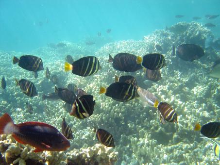 Free Stock Photo of Tang Surgeonfish
