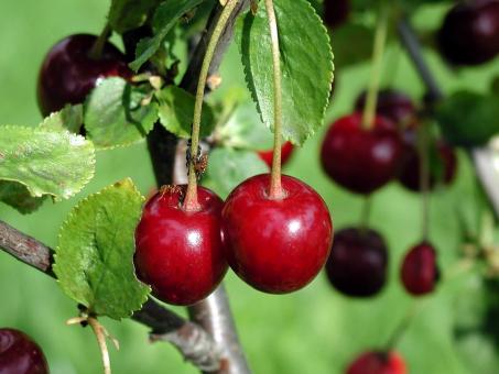 Free Stock Photo of Fresh Cherries