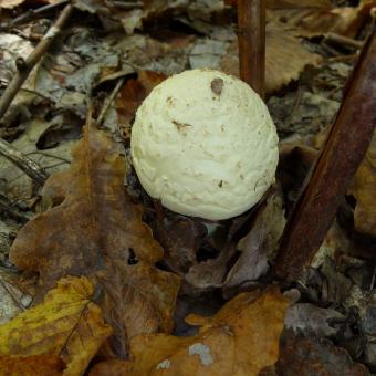Free Stock Photo of Citron Amanita